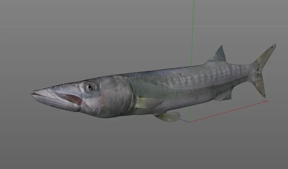 Barracuda fish 3d model