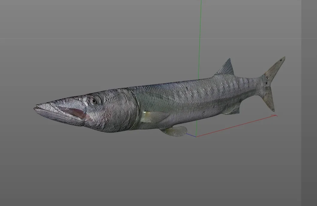 Barracuda fish 3d model