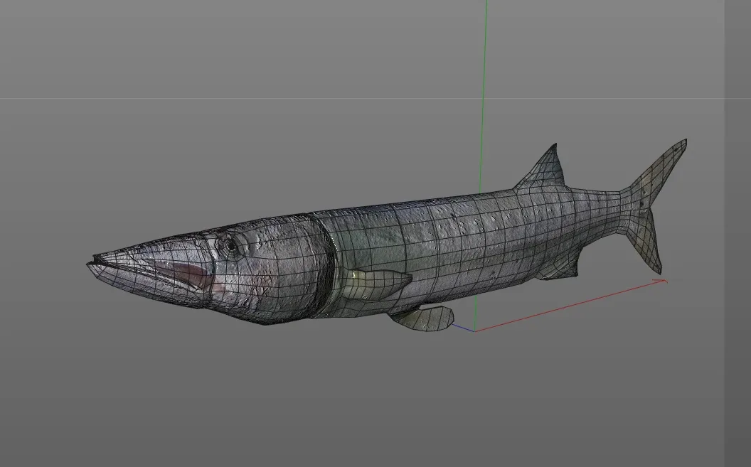 Barracuda fish 3d model