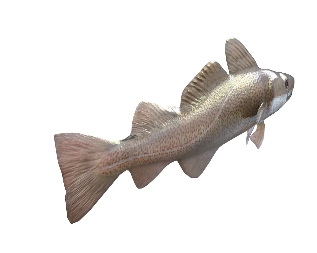 Cod fish 3d model
