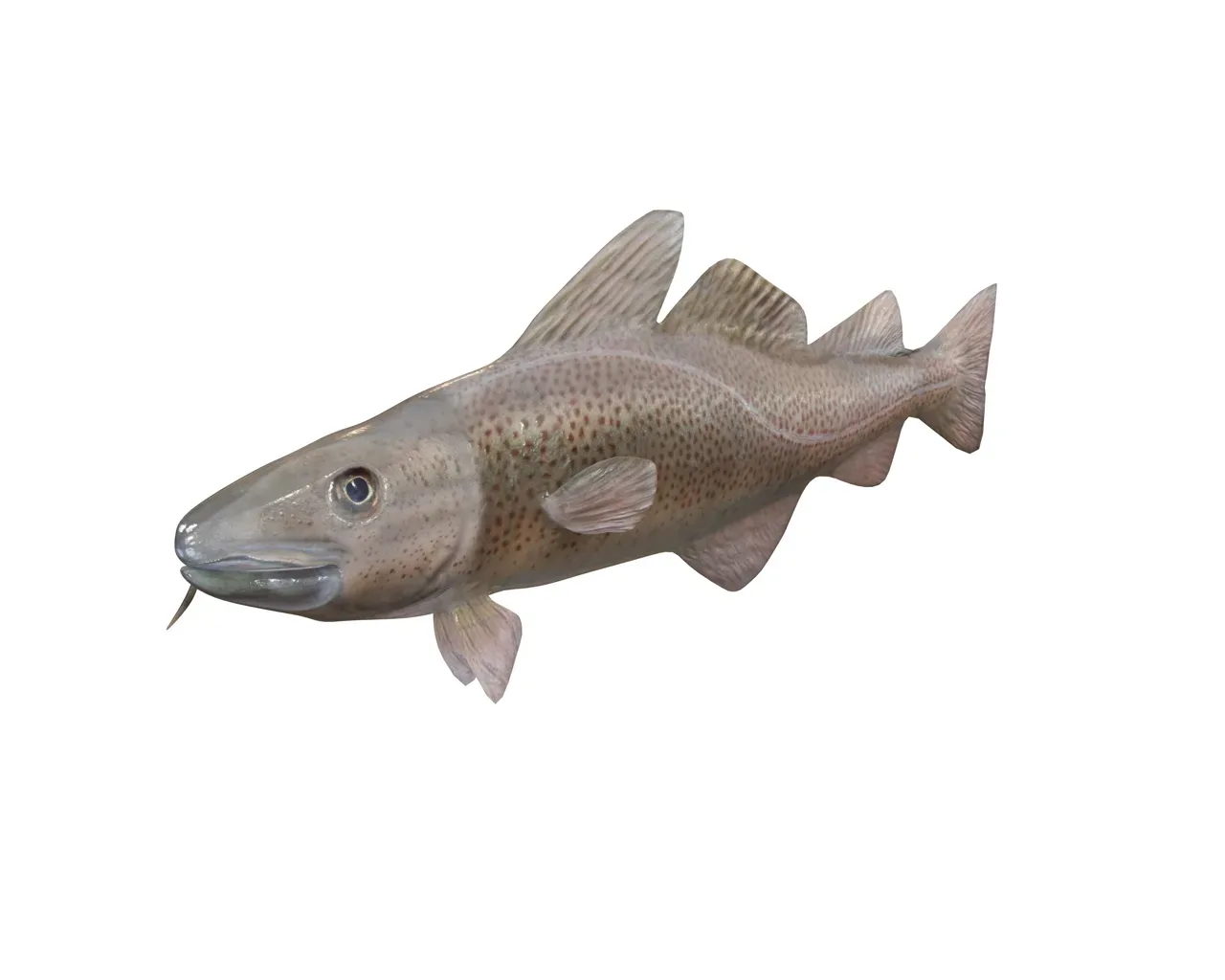 Cod fish 3d model