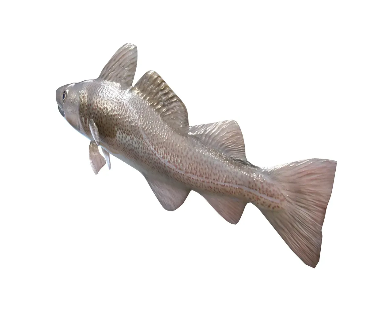 Cod fish 3d model