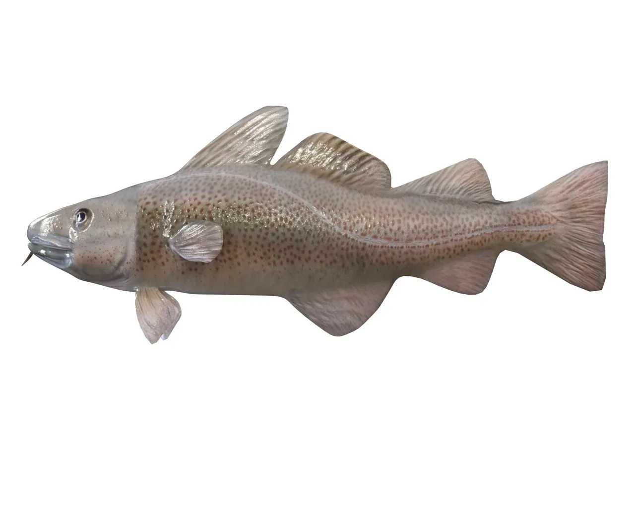 Cod fish 3d model - FlippedNormals