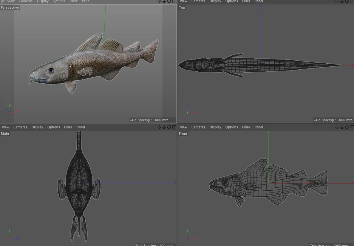 Cod fish 3d model