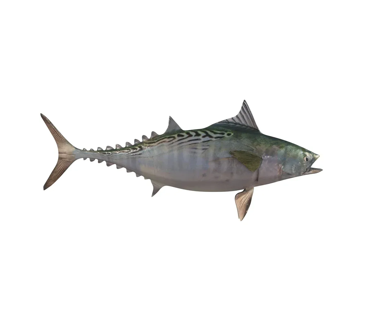 False Albacore Tuna fish 3d model