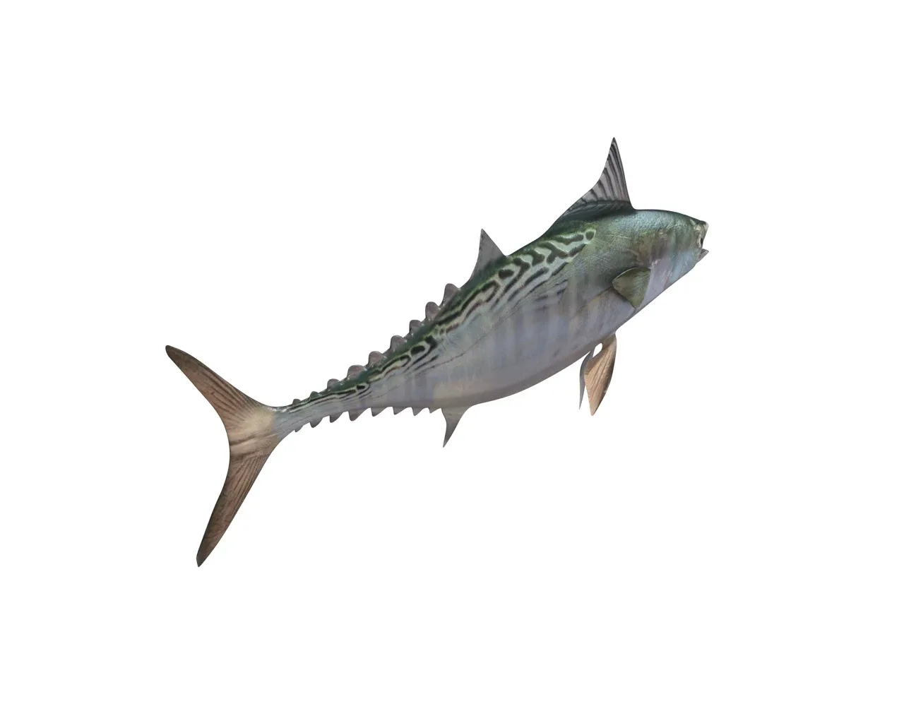 False Albacore Tuna fish 3d model