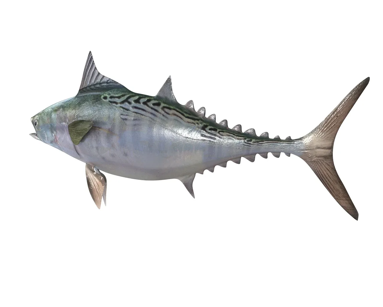 False Albacore Tuna fish 3d model