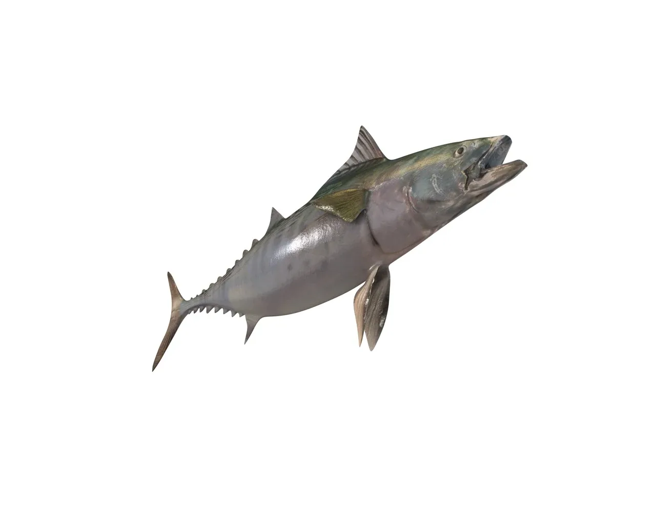 False Albacore Tuna fish 3d model