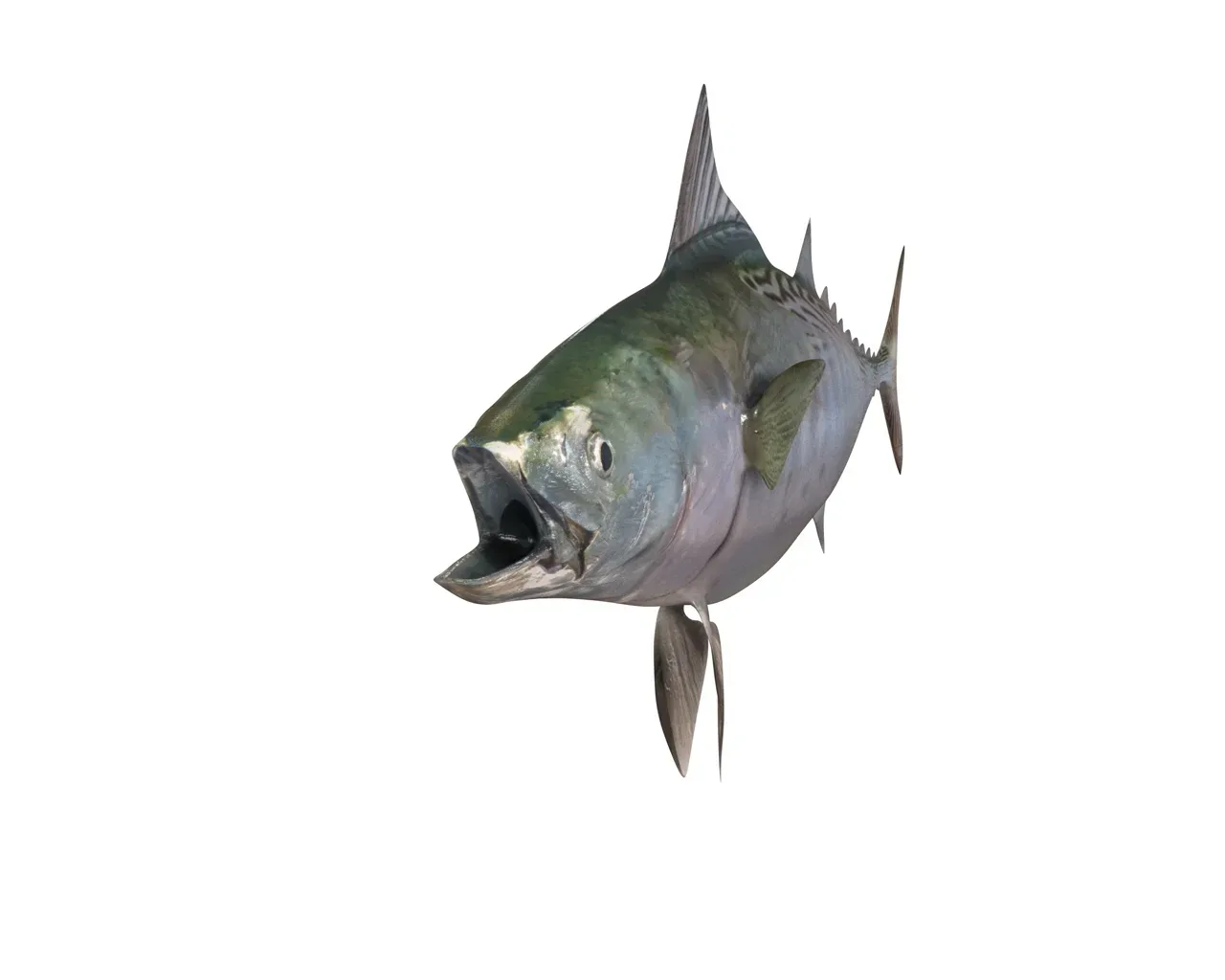 False Albacore Tuna fish 3d model