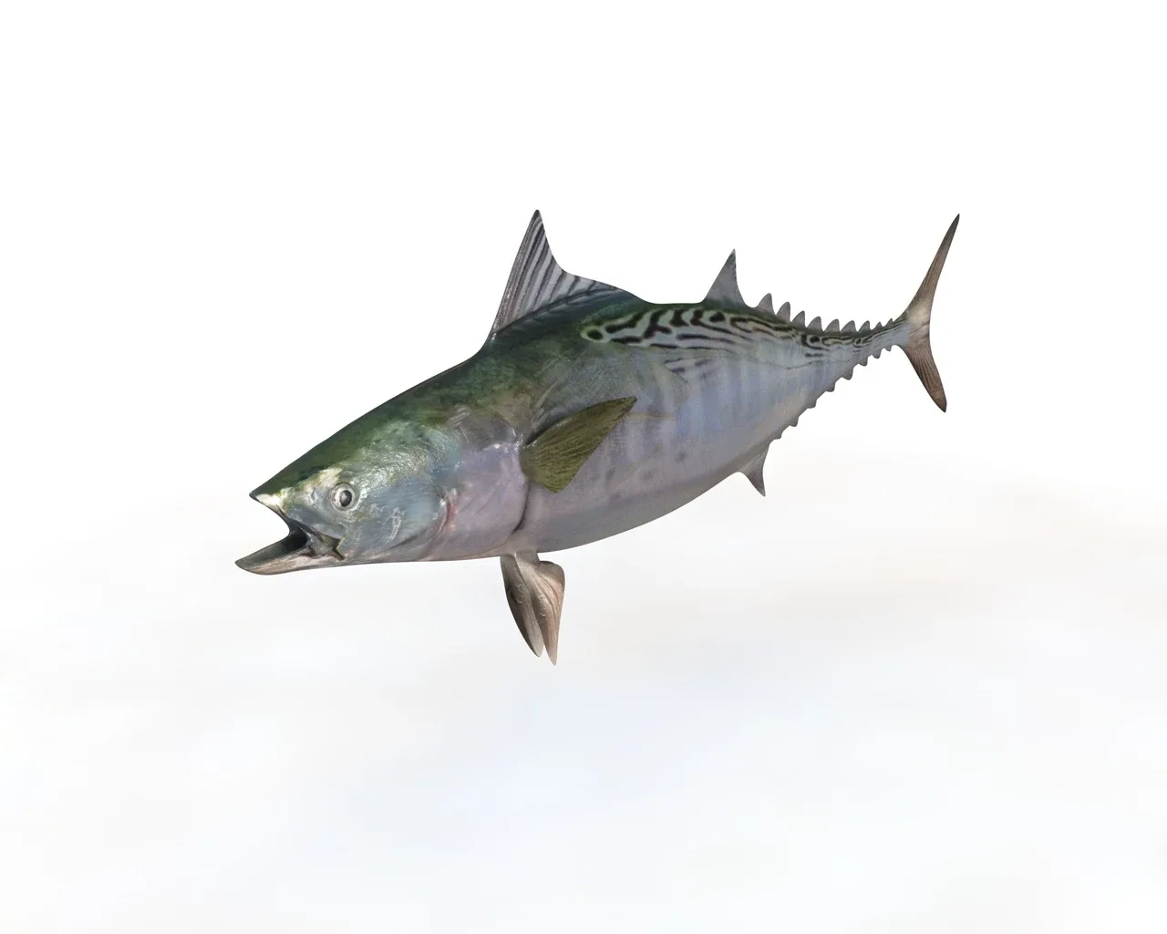 False Albacore Tuna fish 3d model