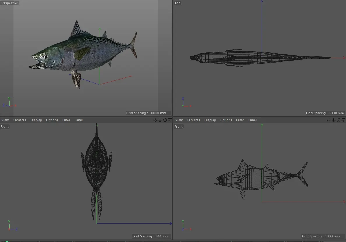 False Albacore Tuna fish 3d model