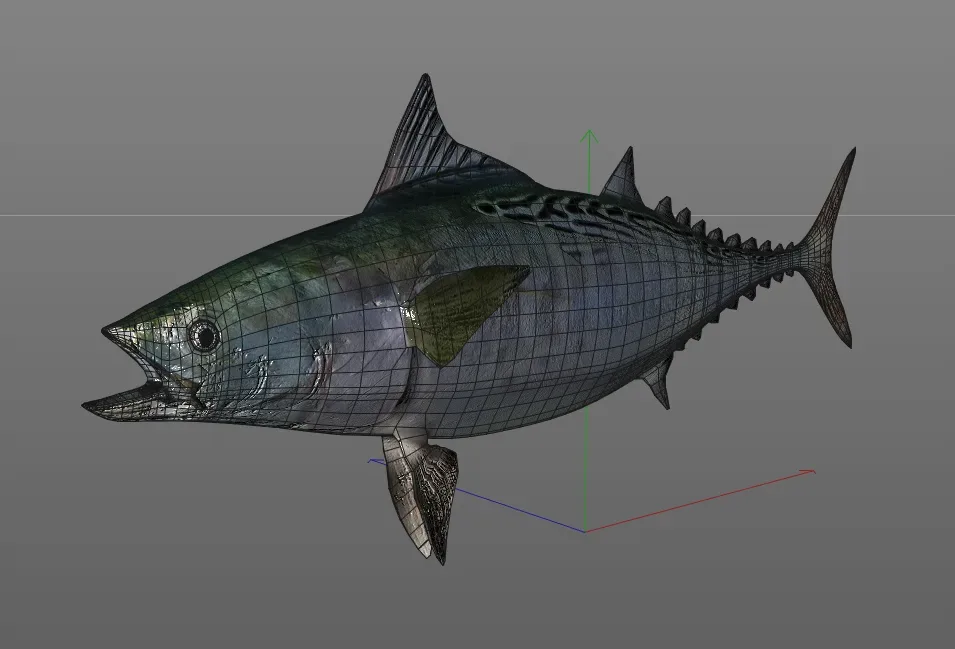 False Albacore Tuna fish 3d model