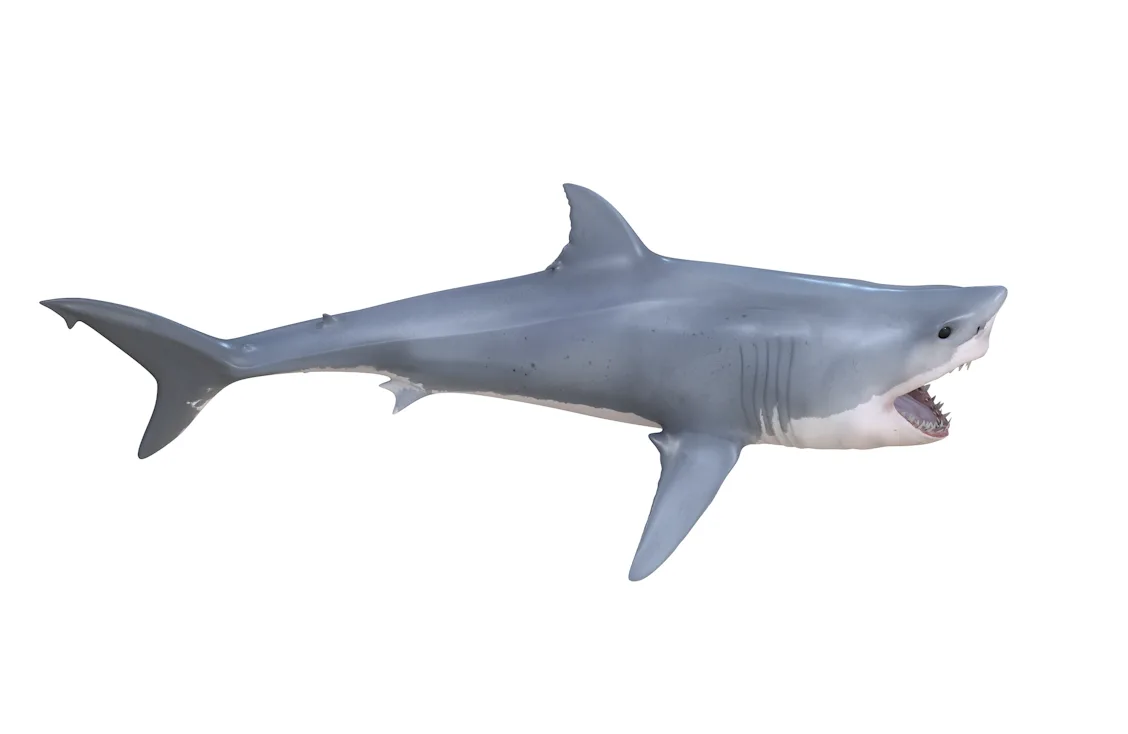 Great white shark fish 3d model