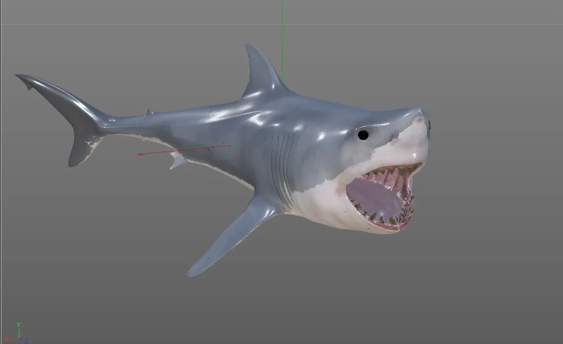 Great white shark fish 3d model