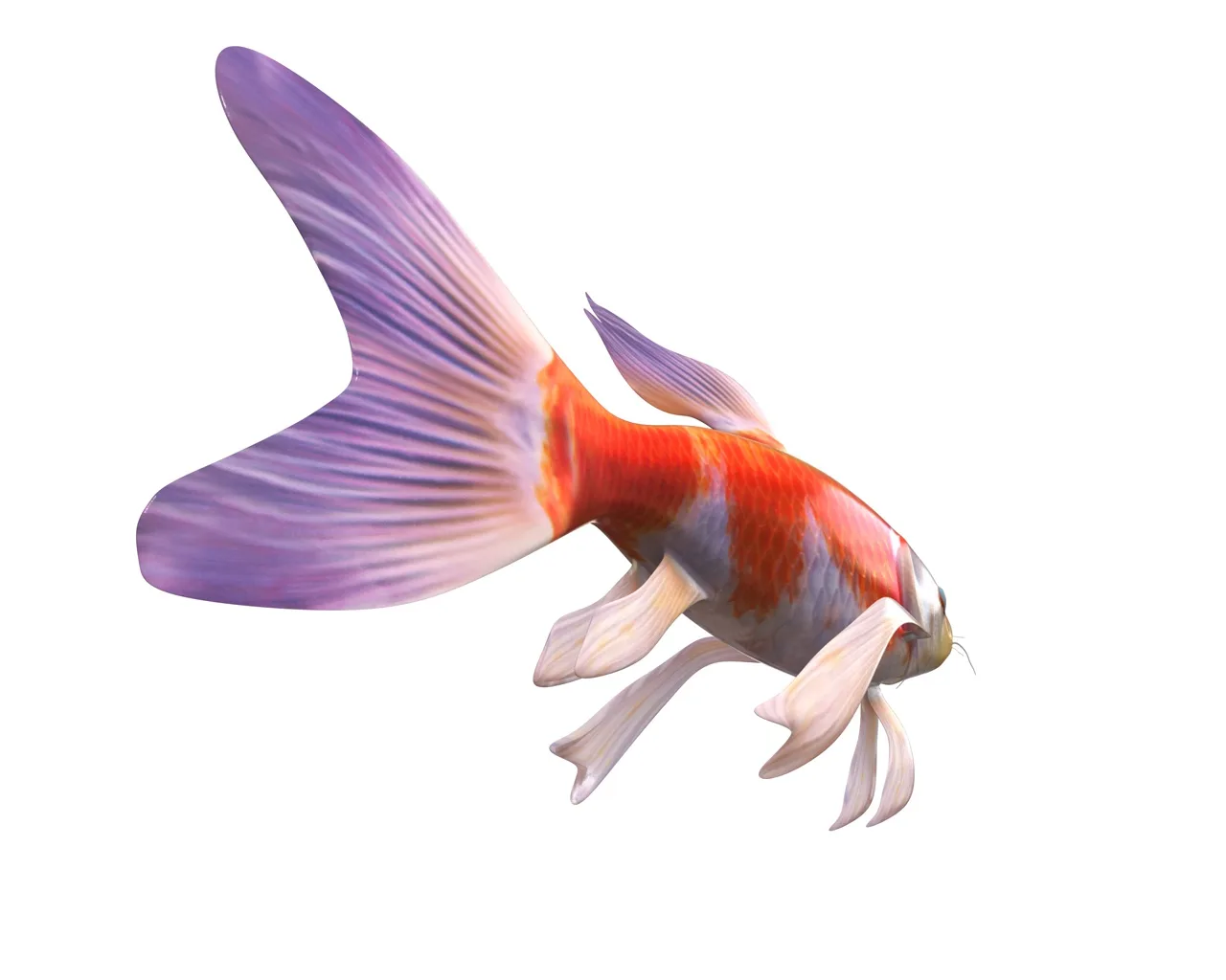 Koi fish 3d model