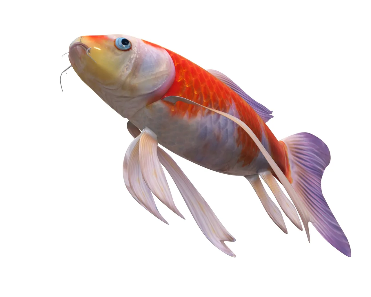 Koi fish 3d model