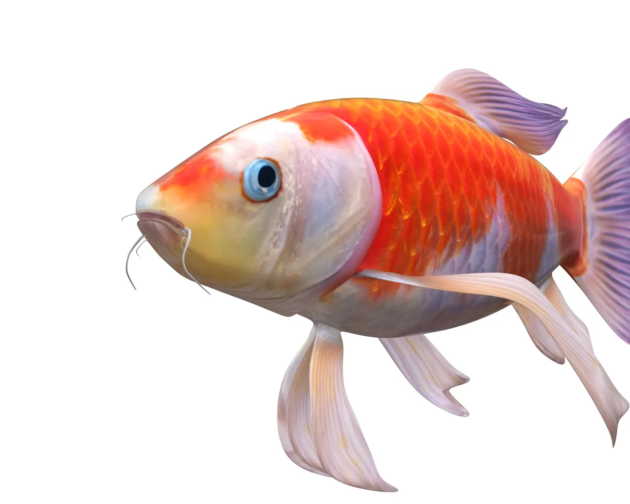 Koi fish 3d model