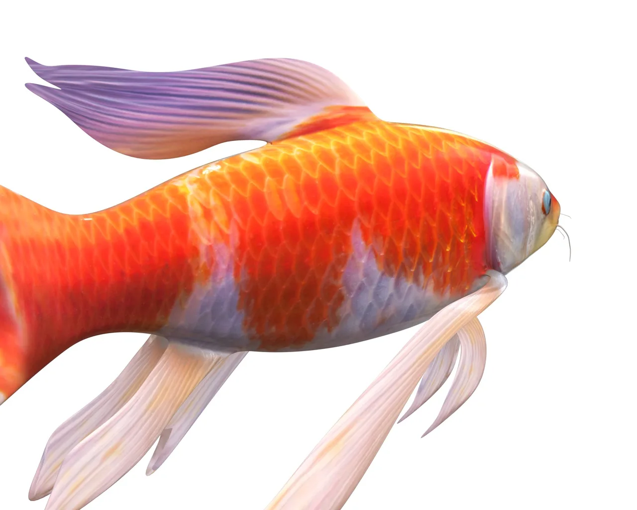 Koi fish 3d model