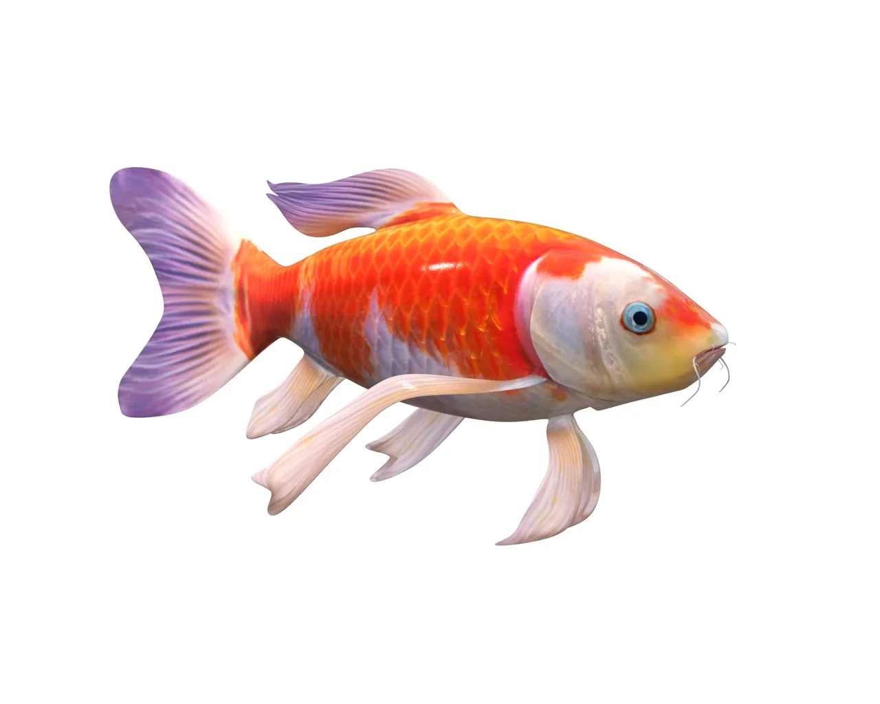 Koi fish 3d model