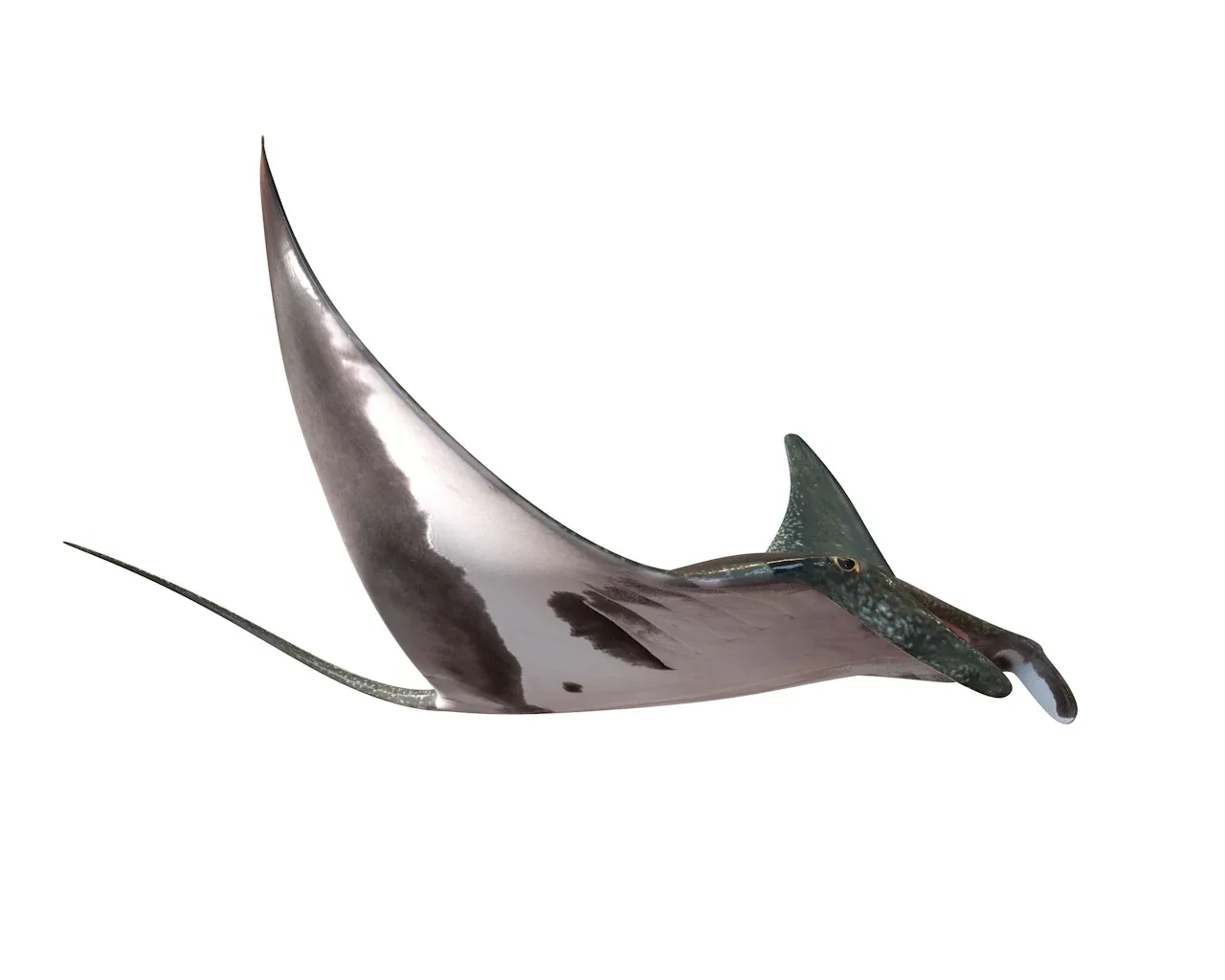 Manta Ray fish 3d model - FlippedNormals