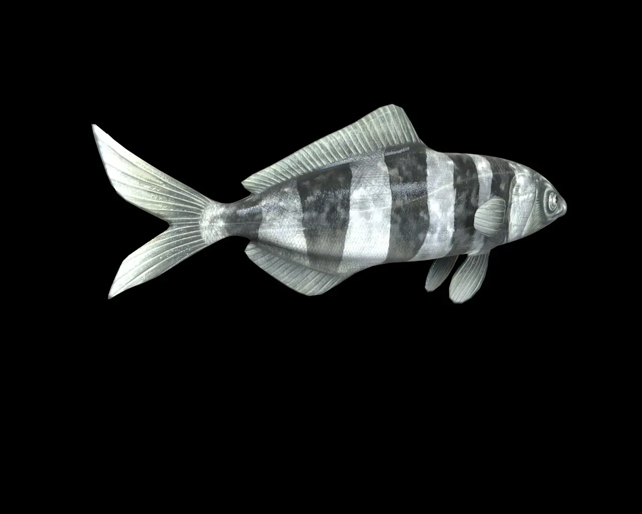 Pilot Fish 3d model