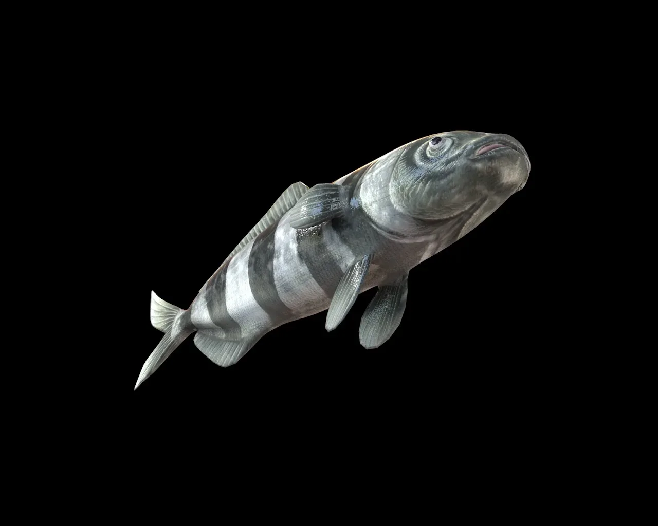 Pilot Fish 3d model