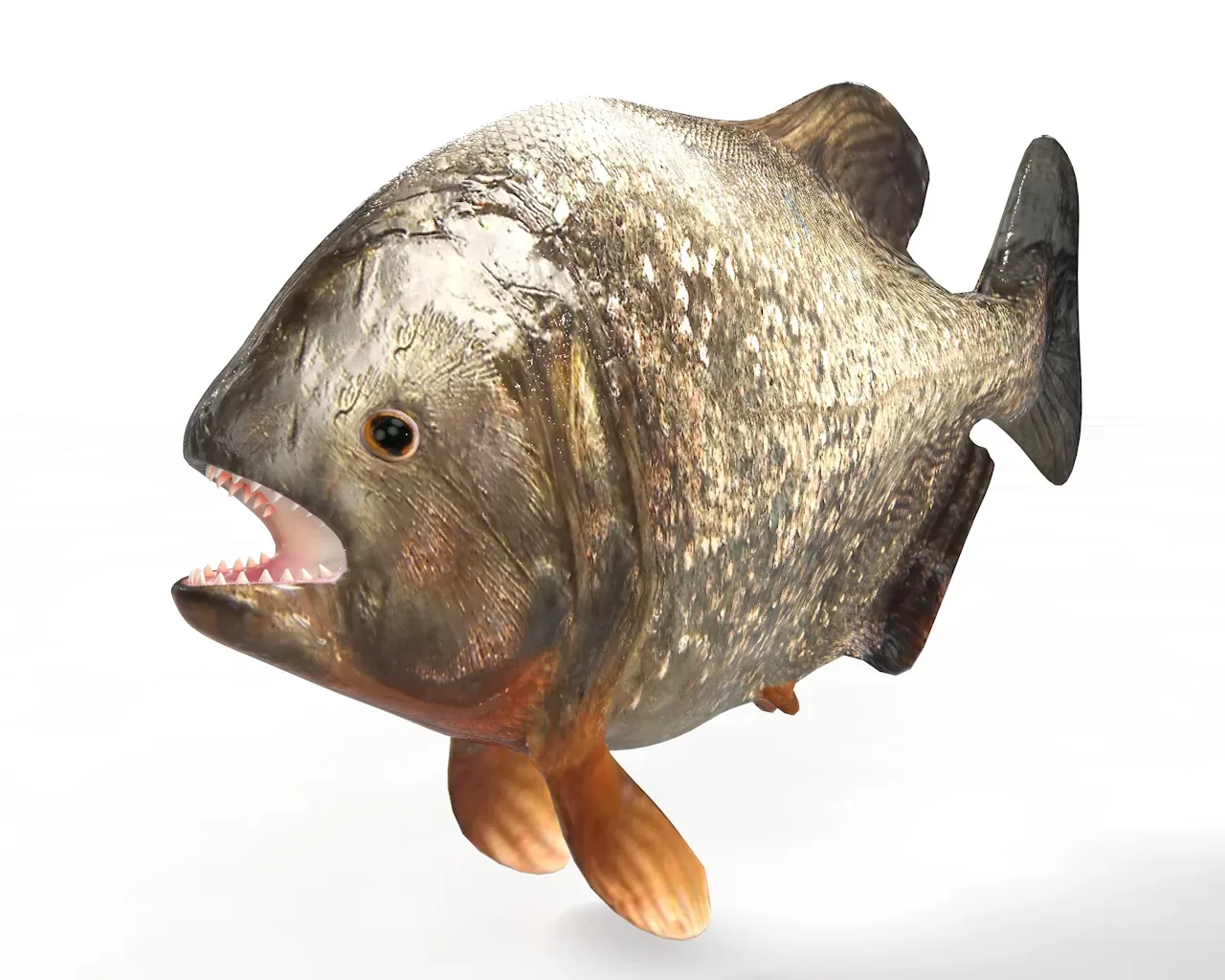 Piranha fish 3d model