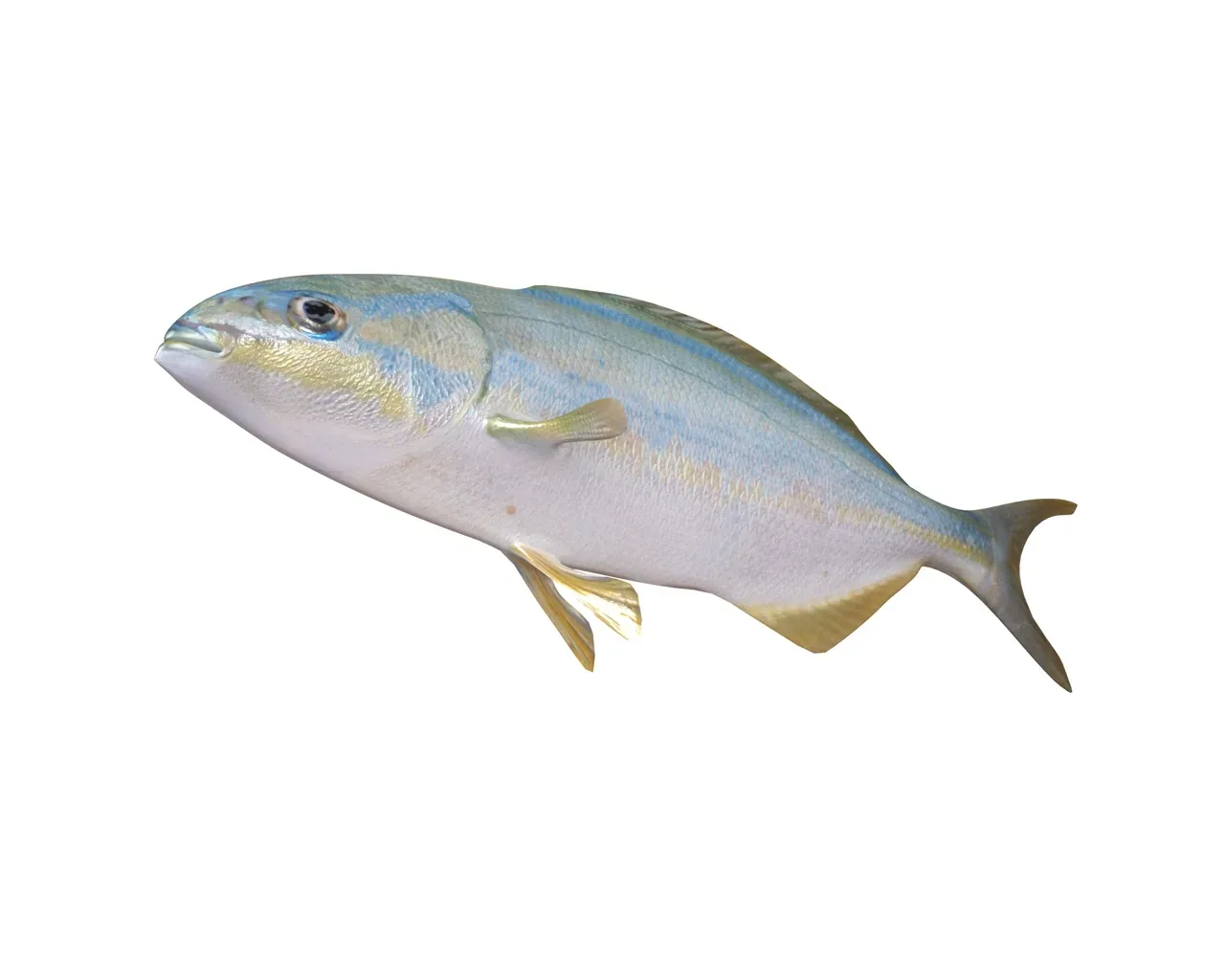 Rainbow Chub fish 3d model