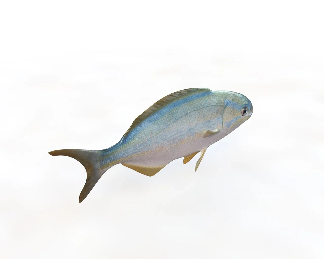 Rainbow Chub fish 3d model