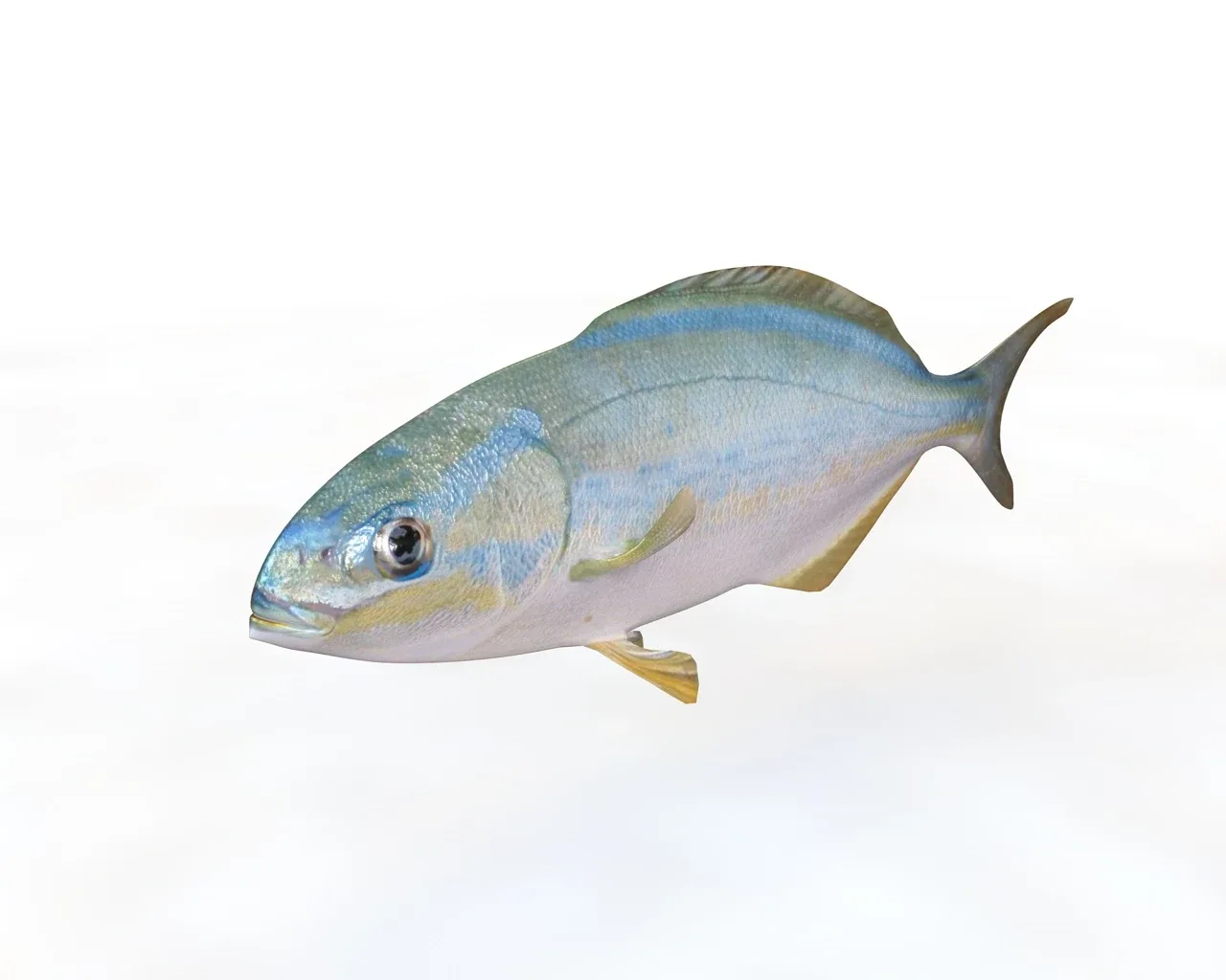 Rainbow Chub fish 3d model