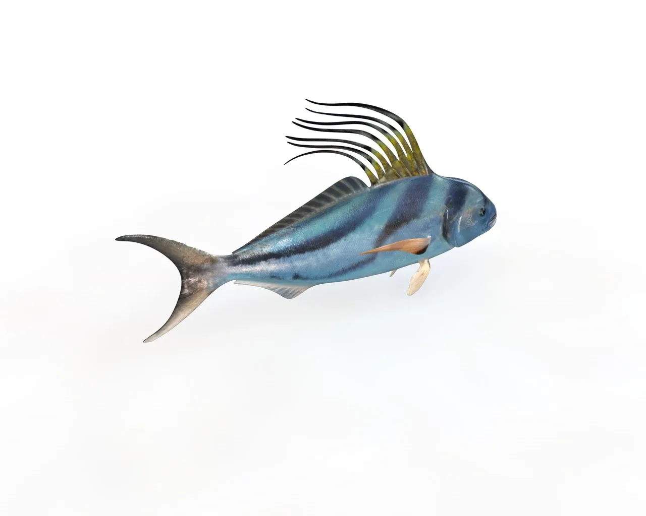 Rooster fish 3d model