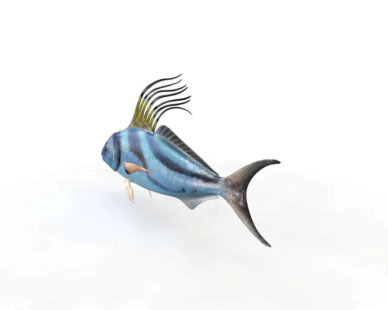 Rooster fish 3d model