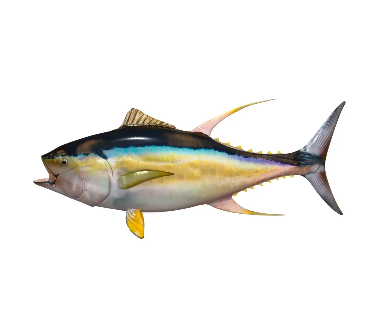 Yellowfin Tuna fish 3d model