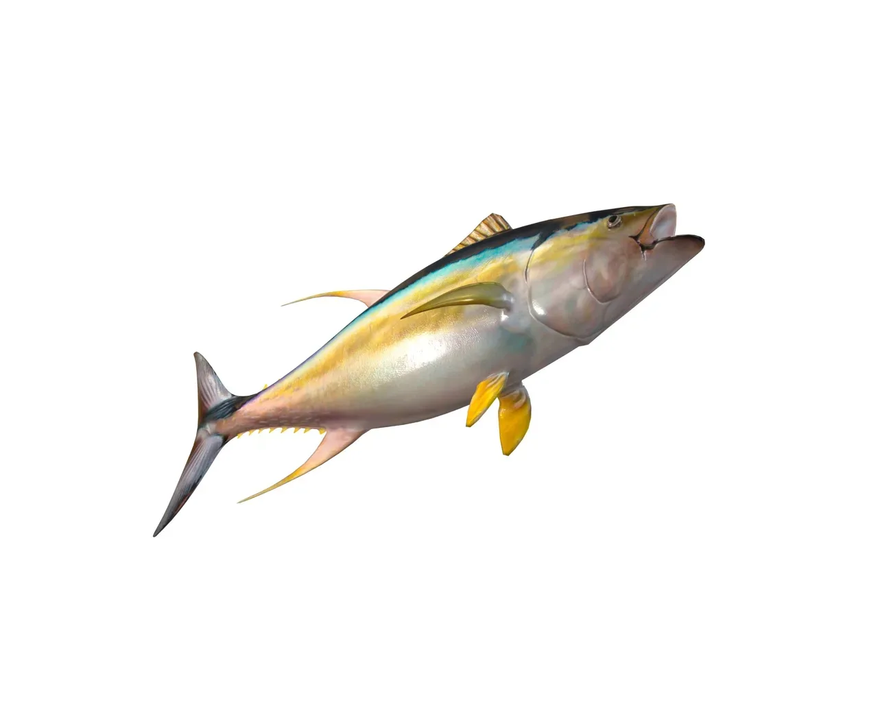 Yellowfin Tuna fish 3d model