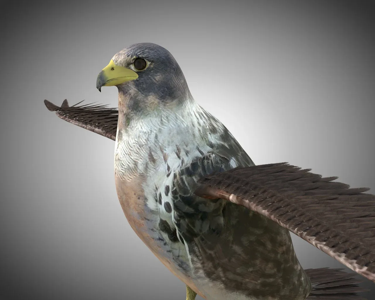 Falcon bird 3d model