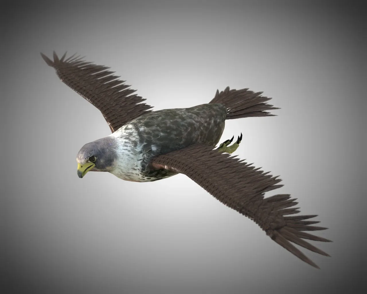 Falcon bird 3d model