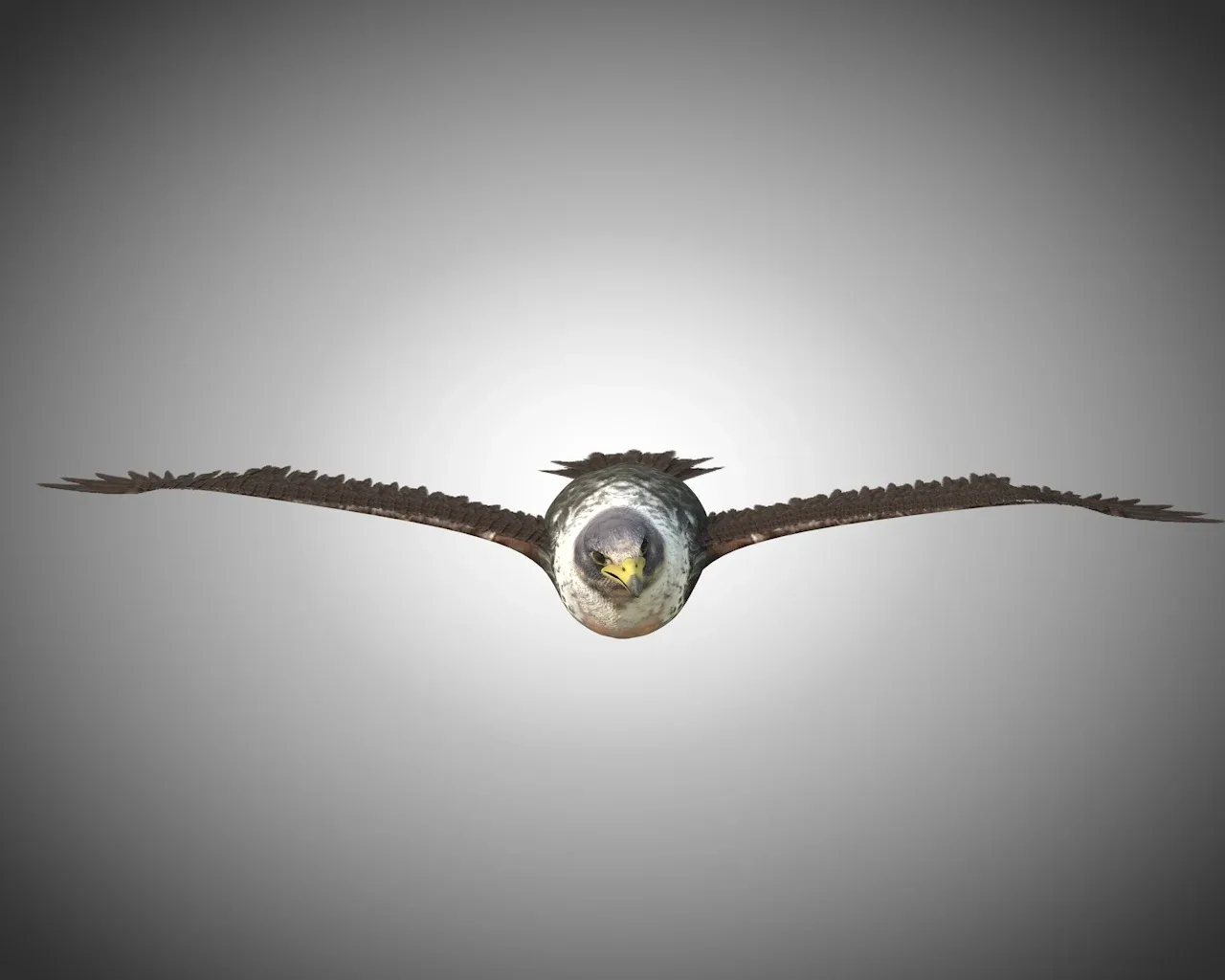 Falcon bird 3d model