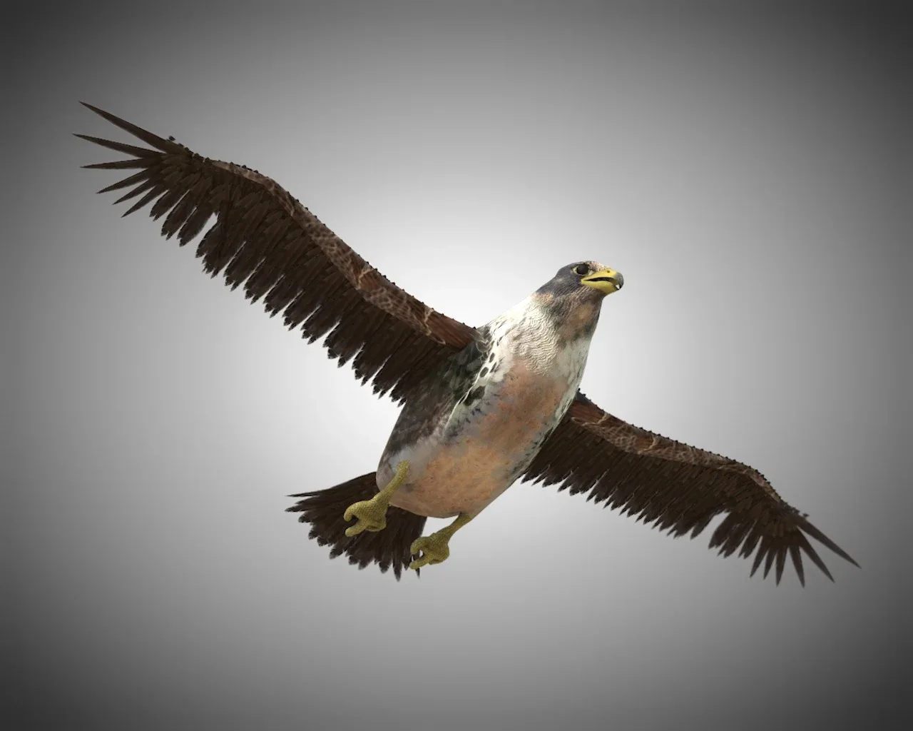 Falcon bird 3d model