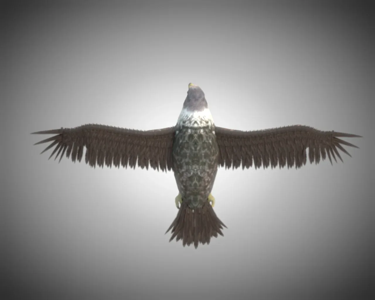Falcon bird 3d model