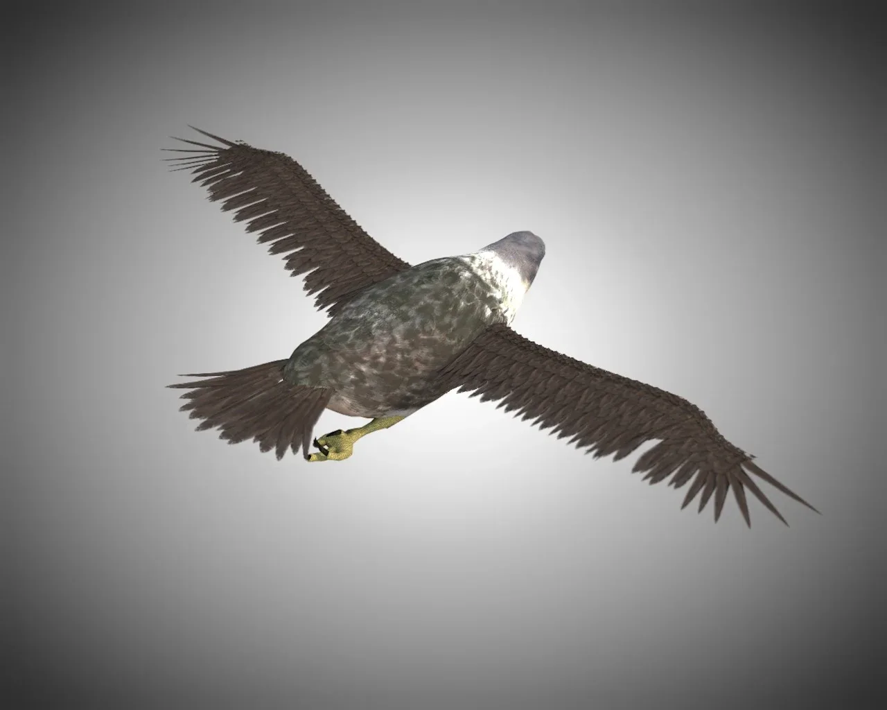 Falcon bird 3d model