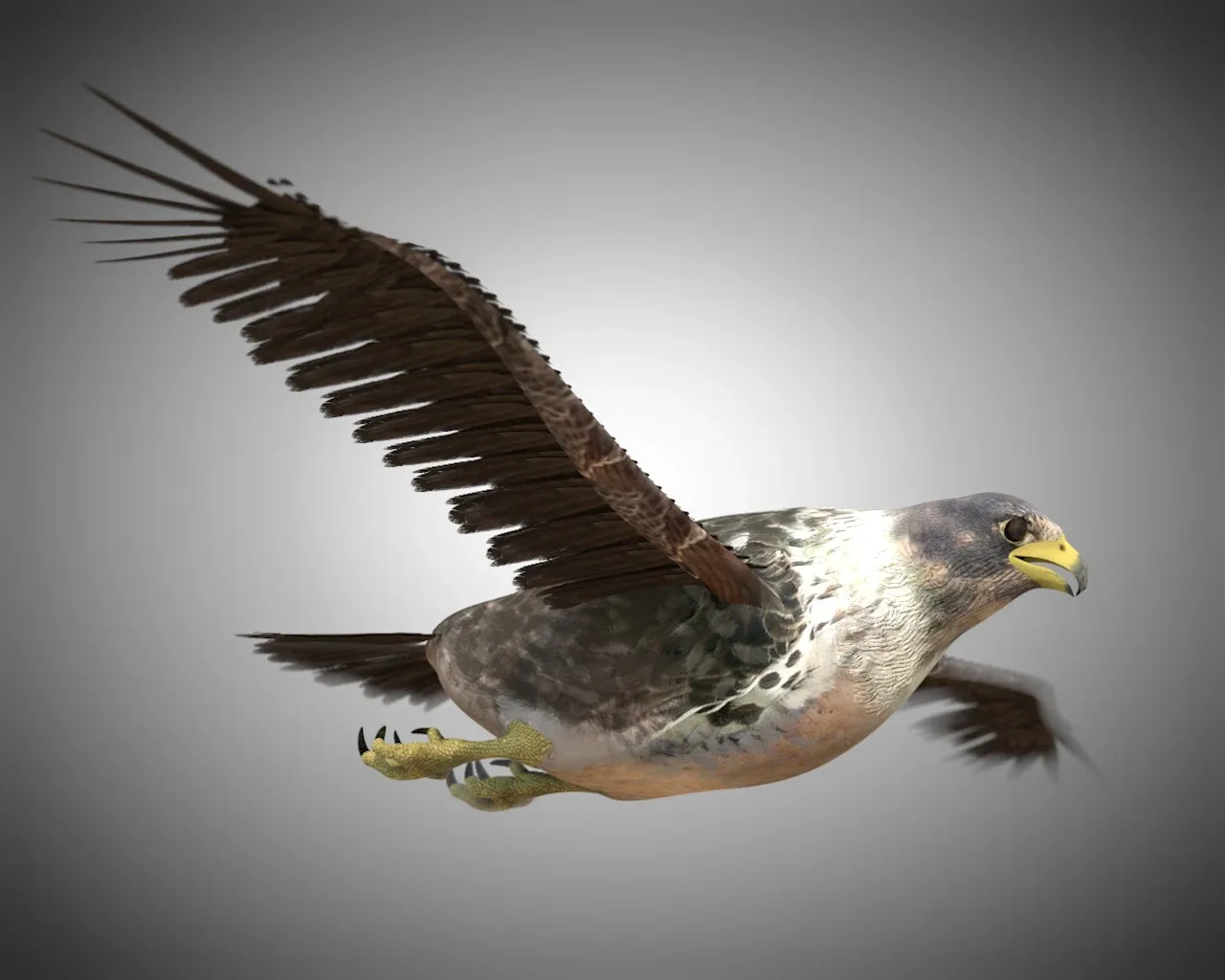 Falcon bird 3d model