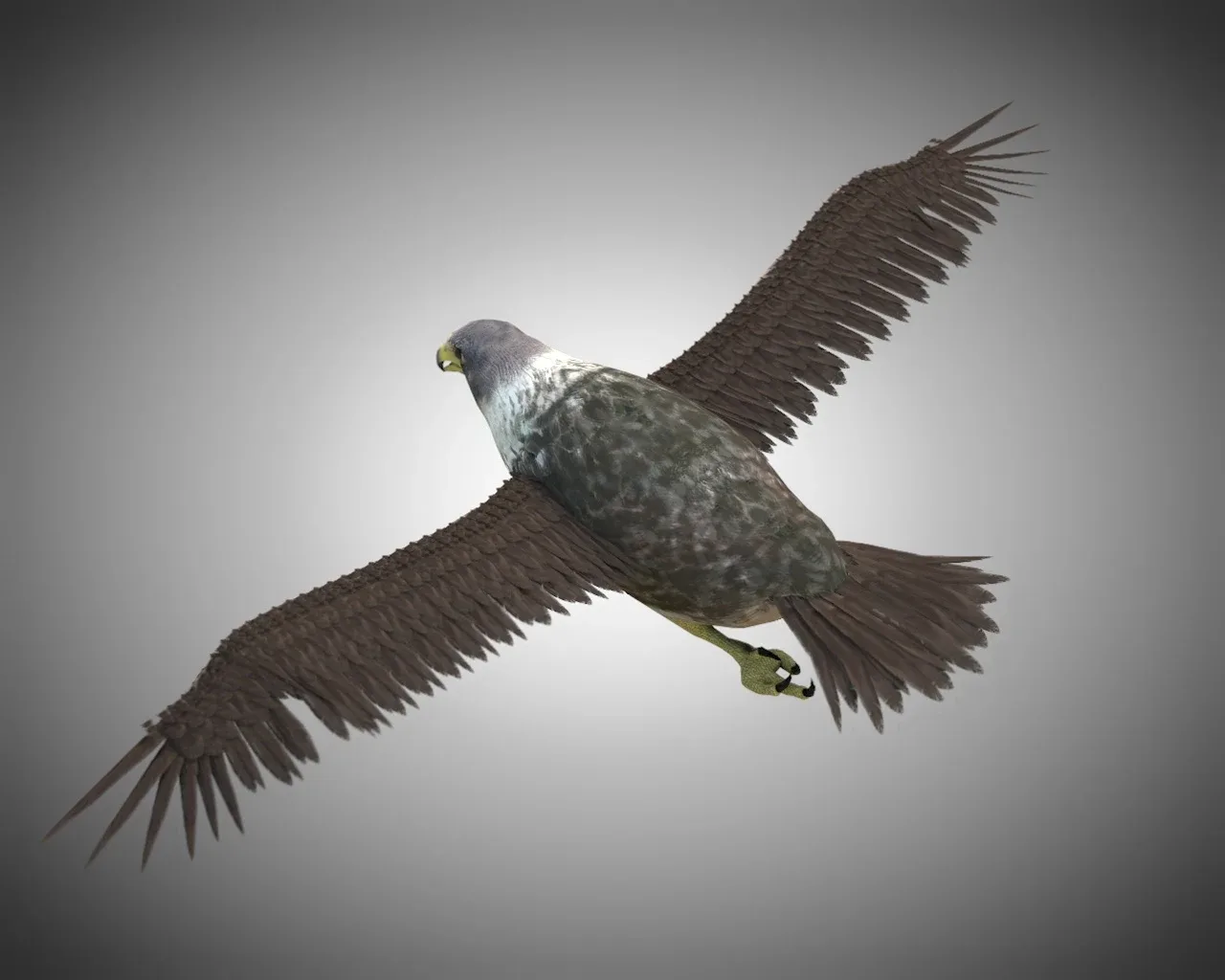 Falcon bird 3d model