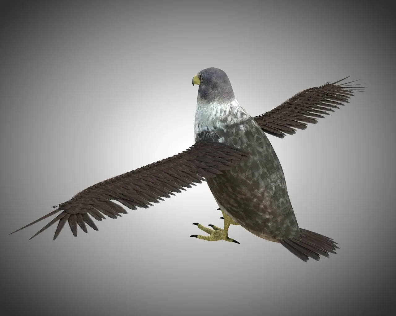 Falcon bird 3d model