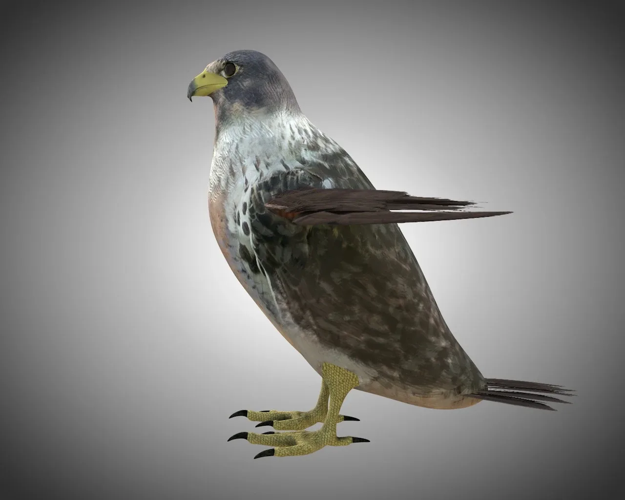 Falcon bird 3d model