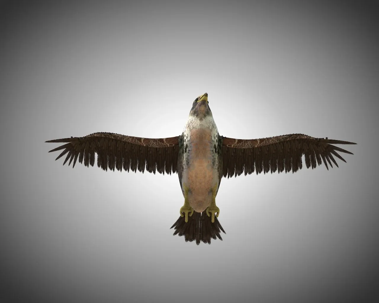 Falcon bird 3d model