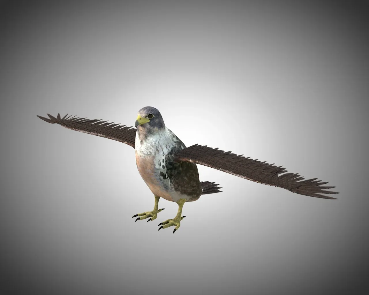 Falcon bird 3d model