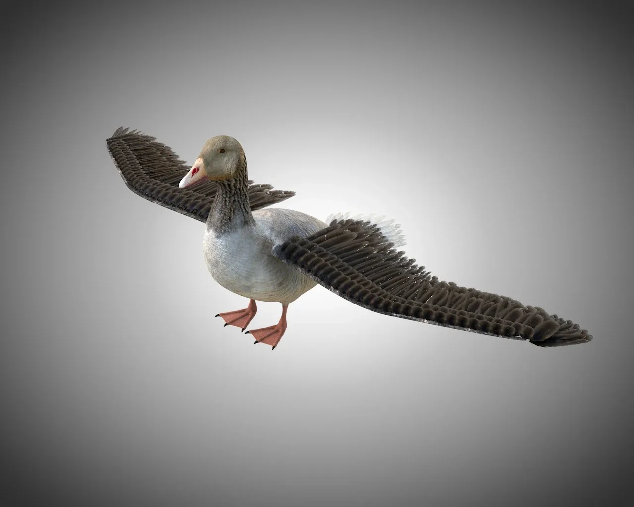 Goose bird 3d model