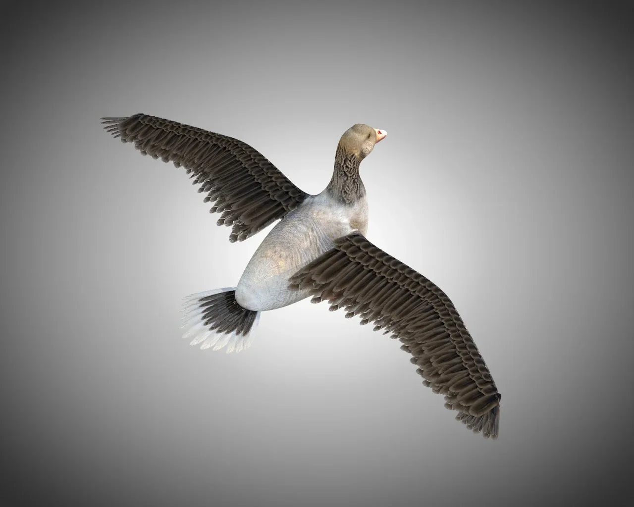 Goose bird 3d model