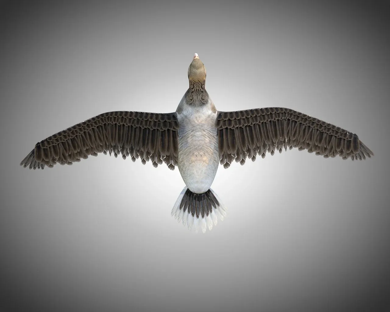 Goose bird 3d model