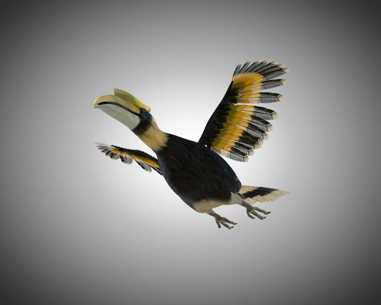 Hornbill bird 3d model